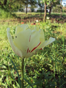 tulipán 2010