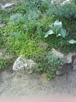 Domb oldali sziklakert