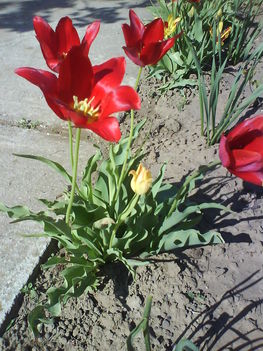 Tulipán múllóban