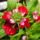 Nemesia-001_694872_39248_t