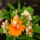 Nemesia_694871_65086_t