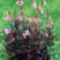 gaura blaze gyertyavirág