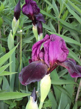 május2010 006
