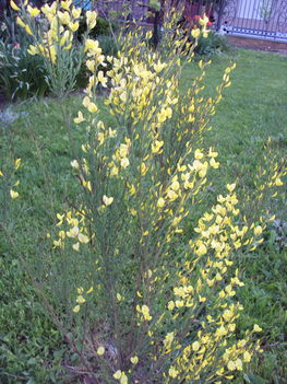 május2010 008