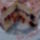 Orchideas_torta_felvagva_696569_46708_t