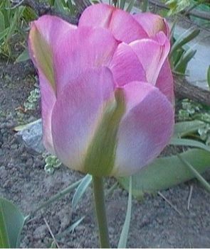 ez év utolsó tulipánjaim