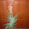 P1020685 A kaktusz virága