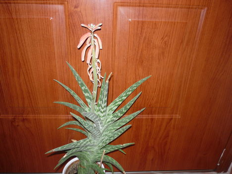 P1020685A kaktusz virága
