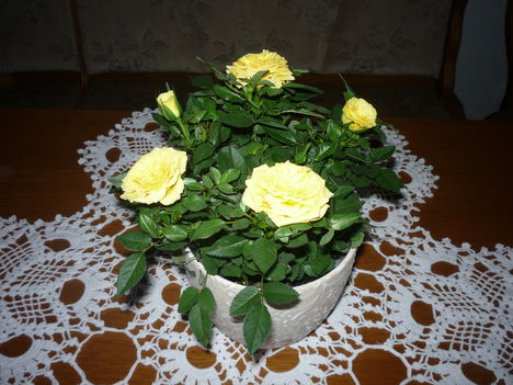 P1020760 Anyáknapi rózsa
