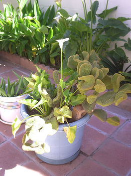 cserepes kaktusz, kalaval 2010 tavasz