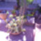 i cserepes kaktusz 2010