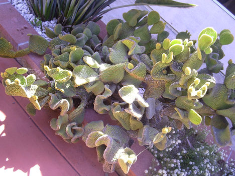 Kaktusz bokor viragzas elott (CA 2010)