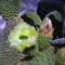 kaktusz viraga