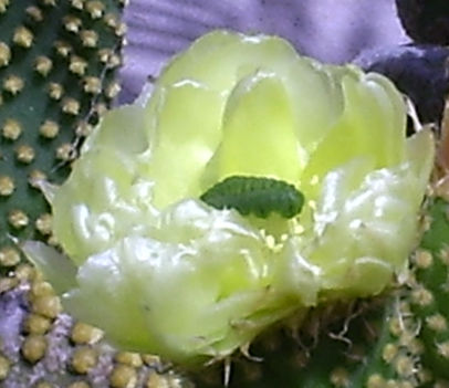 kaktusz viraga - 3