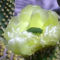 kaktusz viraga - 3