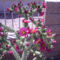  kaktusz viragzasa 04-30-09web