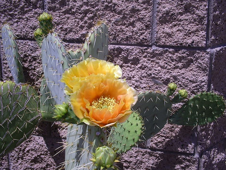  kaktuszvirag