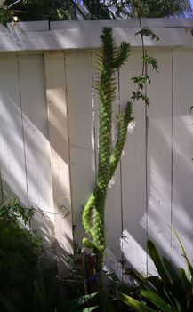 megnyult cactus 2010 tavasz
