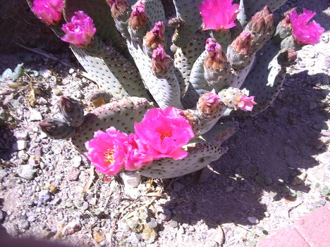 Oshonos kaktusz arizonaban 