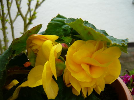 begónia