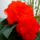 Begonia_699019_50736_t