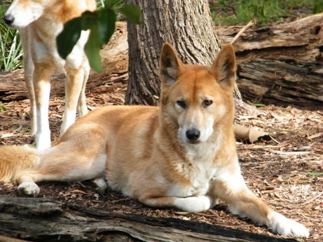 Dingo Healesville Sanctuaryben