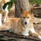 Dingo Healesville Sanctuaryben