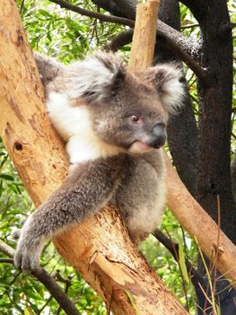 Koala Healesville Sanctuaryben