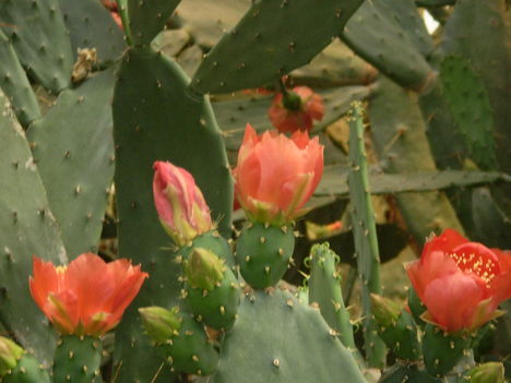 P4270703