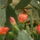 P4270703_699020_63719_t