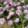 P4270741_699028_81877_t