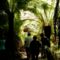 Séta az Esőerdőben Otwaynél