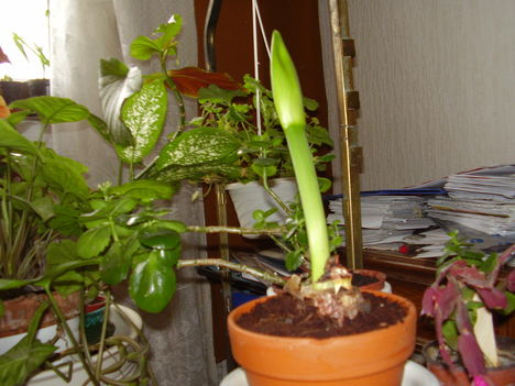 Amarilisz bimbó (fehér lesz)