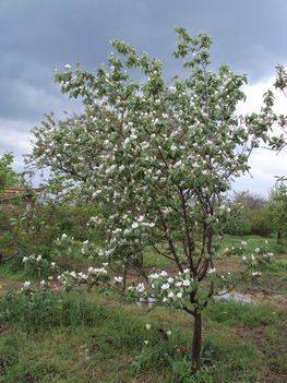 birsalmafa virágzás 2010