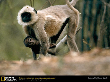 Langur Monkey, Madhya Pradesh, India, 1996