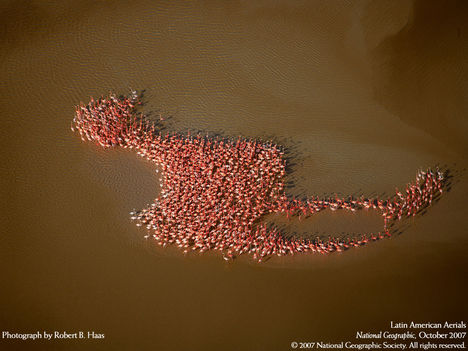 Latin American Aerials, Flamingos, Yucatan Peninsula