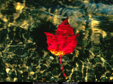 Leaf Under Water, Vermont, 1998