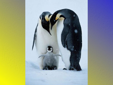 Pingvin család