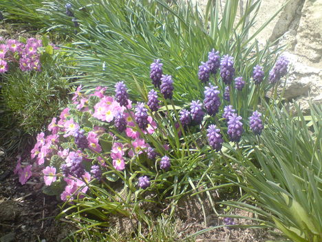 Szerény kis virágaim a ház előtt