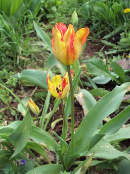 tulipán 2010