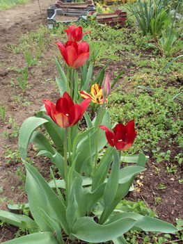 tulipán 2010