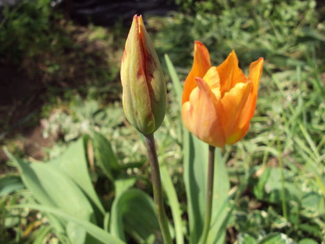 tulipán 2010