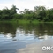 amazonas2