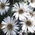 Aster_6733_589001_t