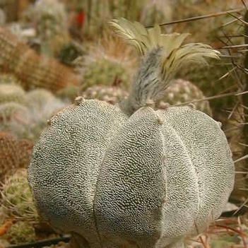 astrophytum_myriostigma_v_quadricostatum