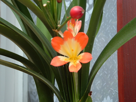 Clivia