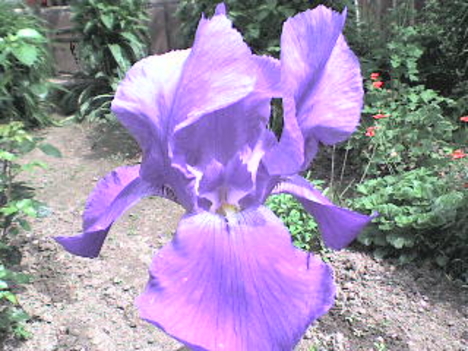 Irisz (nőszirom)