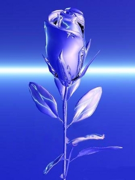 Kék rózsa 2