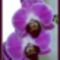 Orchidea34_200