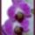 Orchidea34_200_600510_53543_t